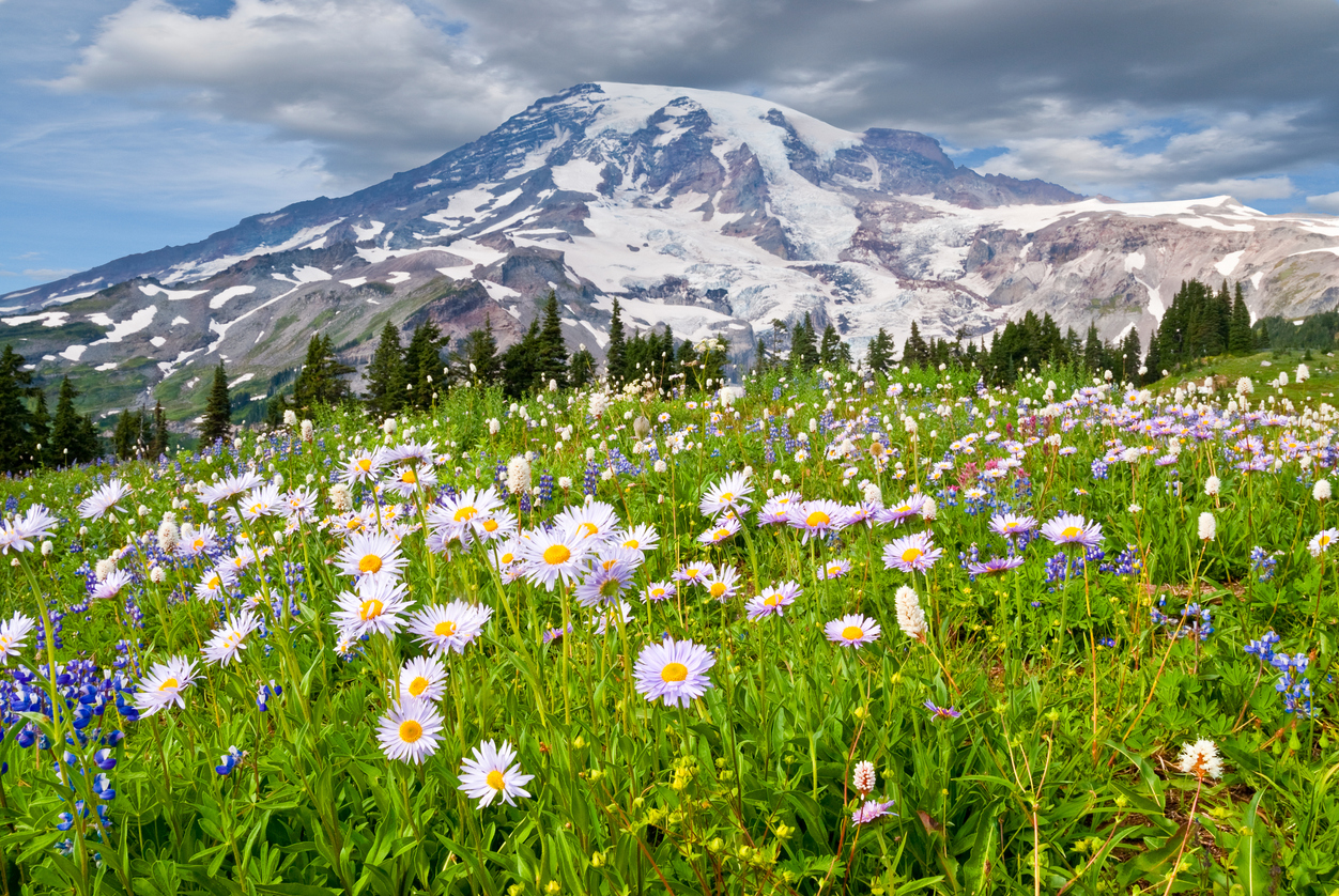 Paradise Meadows wildflowers with Mount Rainier in the background at Mount Rainier National Park