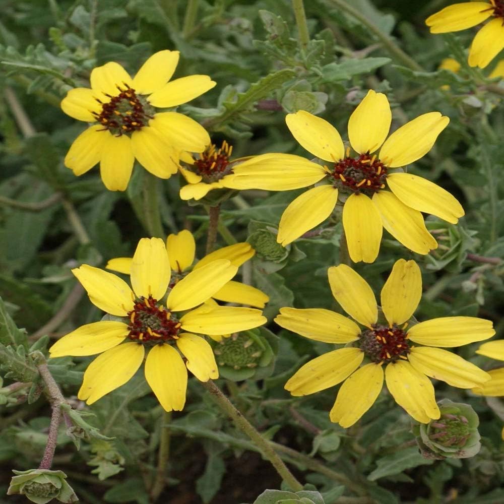 close up on flowers with yellow petals