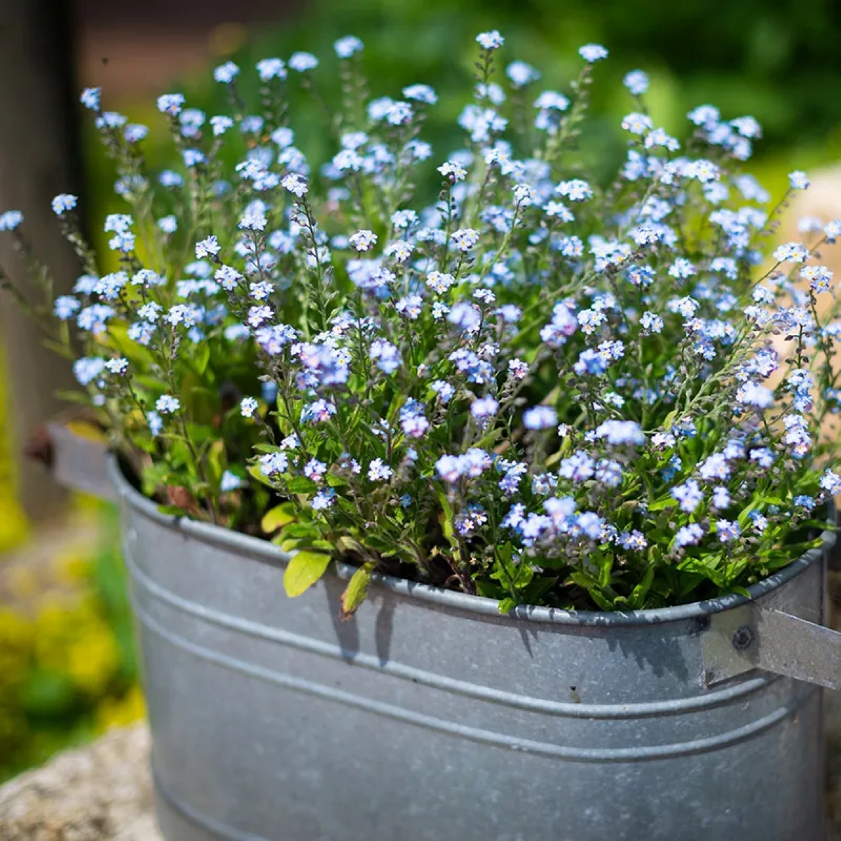 Small blue flowering plant in metal container