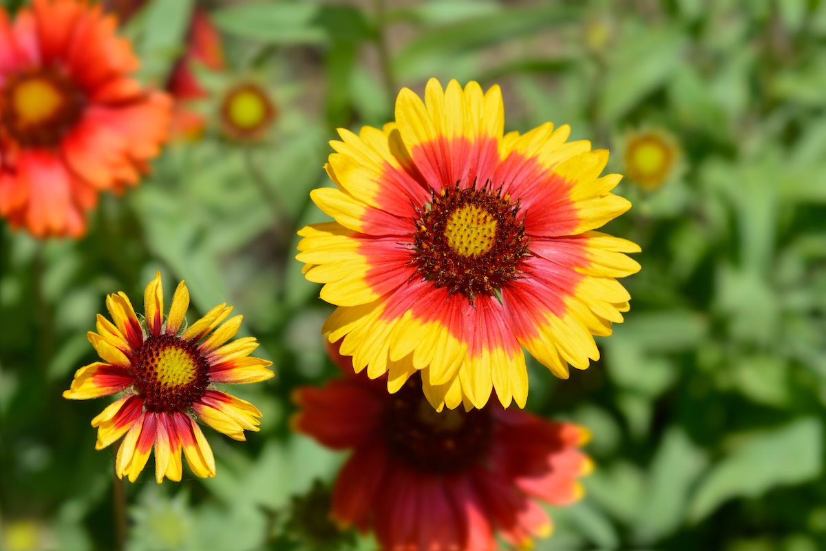 Blanket flowers (Gaillardia hybrids) in bright orange and yellow.