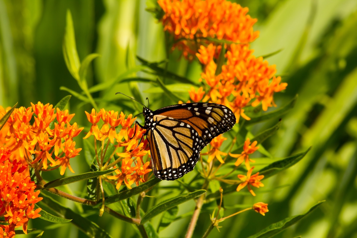 Orange butterfly weed with a Monarch butterfly on top.
