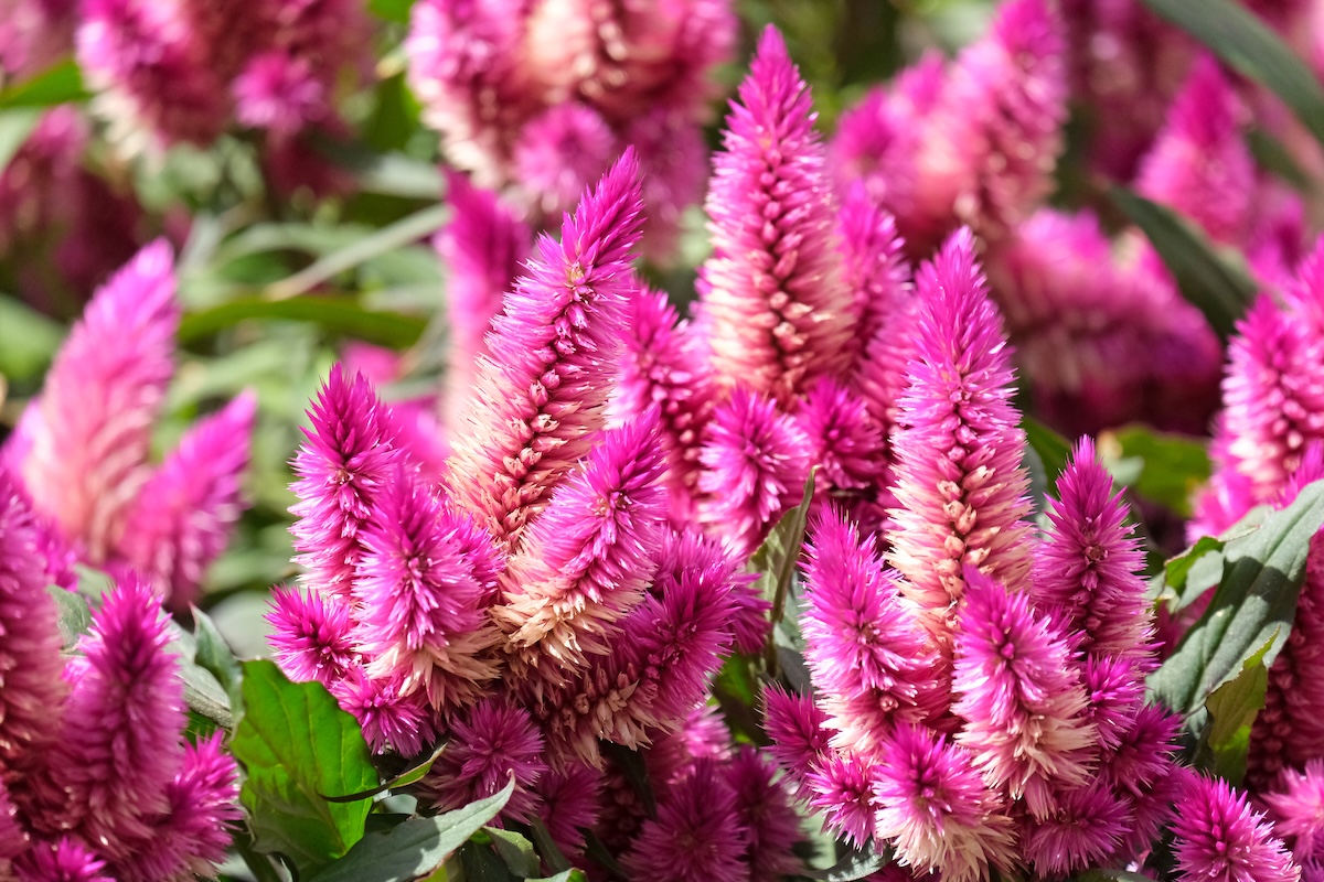 Red Celosia argentea f. Plumosa in the garden