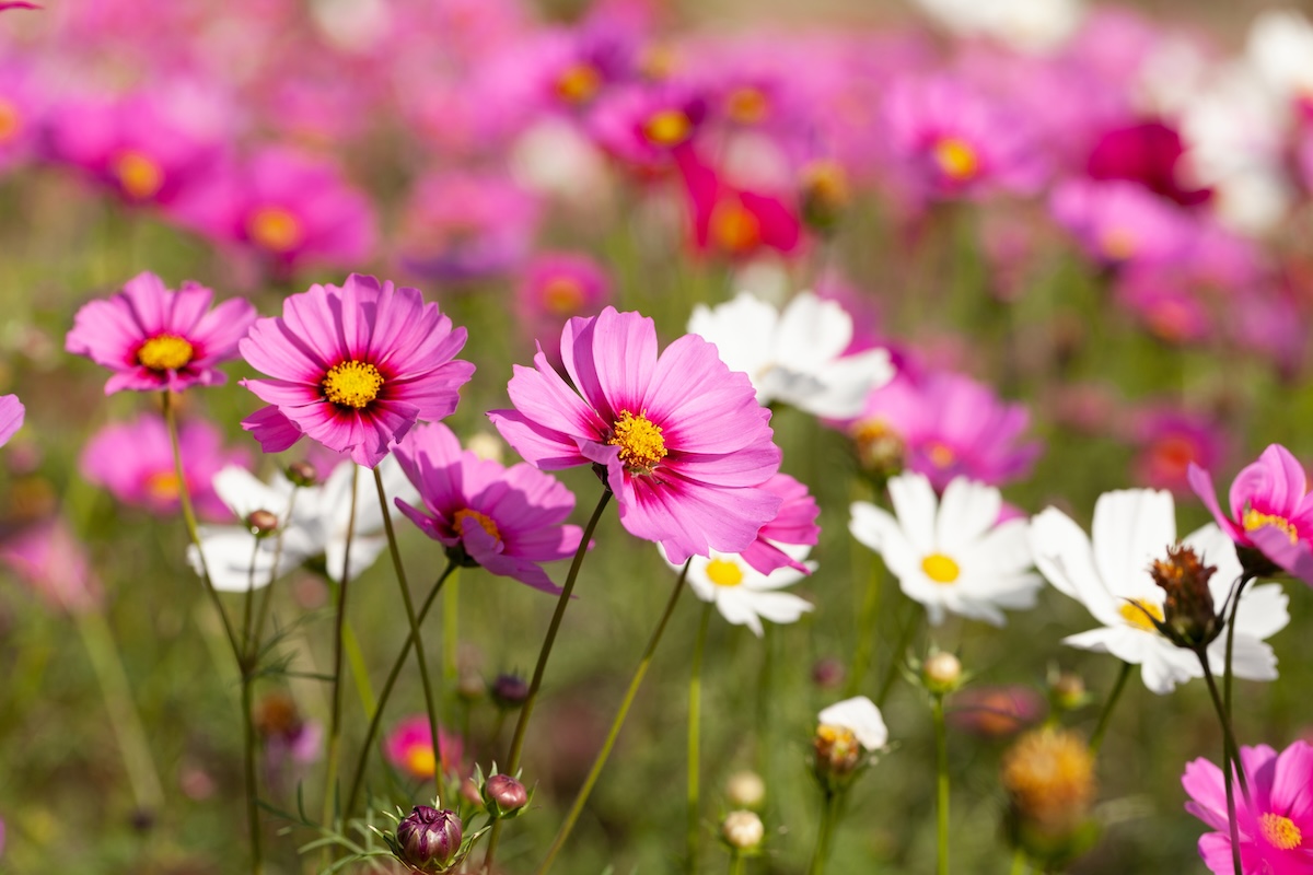 Cosmos flowers in the garden.