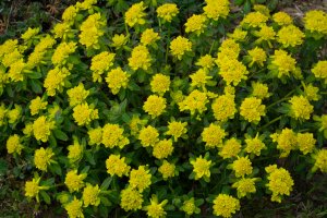 Yellow cushion spurge flowers grow as a shrub.