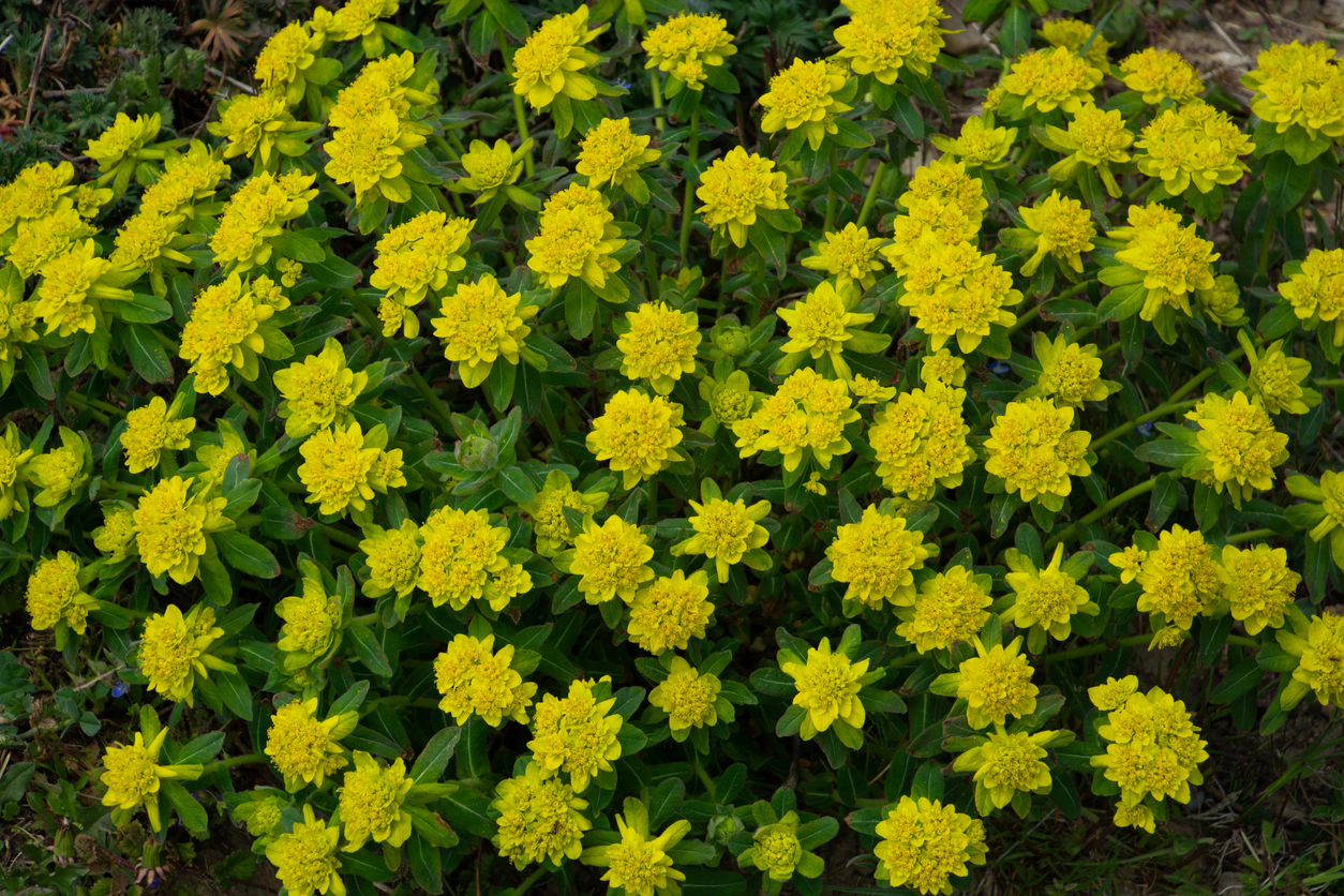 Yellow cushion spurge (Euphorbia epithymoides) flowers