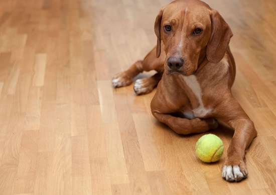 Dog on hardwood floor with tennis ball