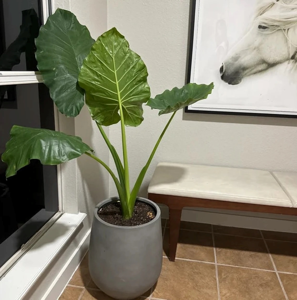 Large elephant ear plant in planter