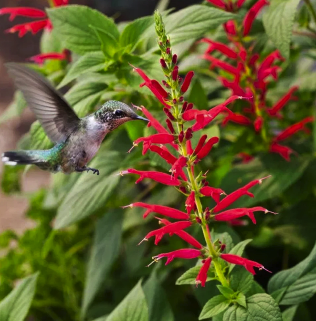 close shot of hummingbird near pineapple sage plant with small red flowers