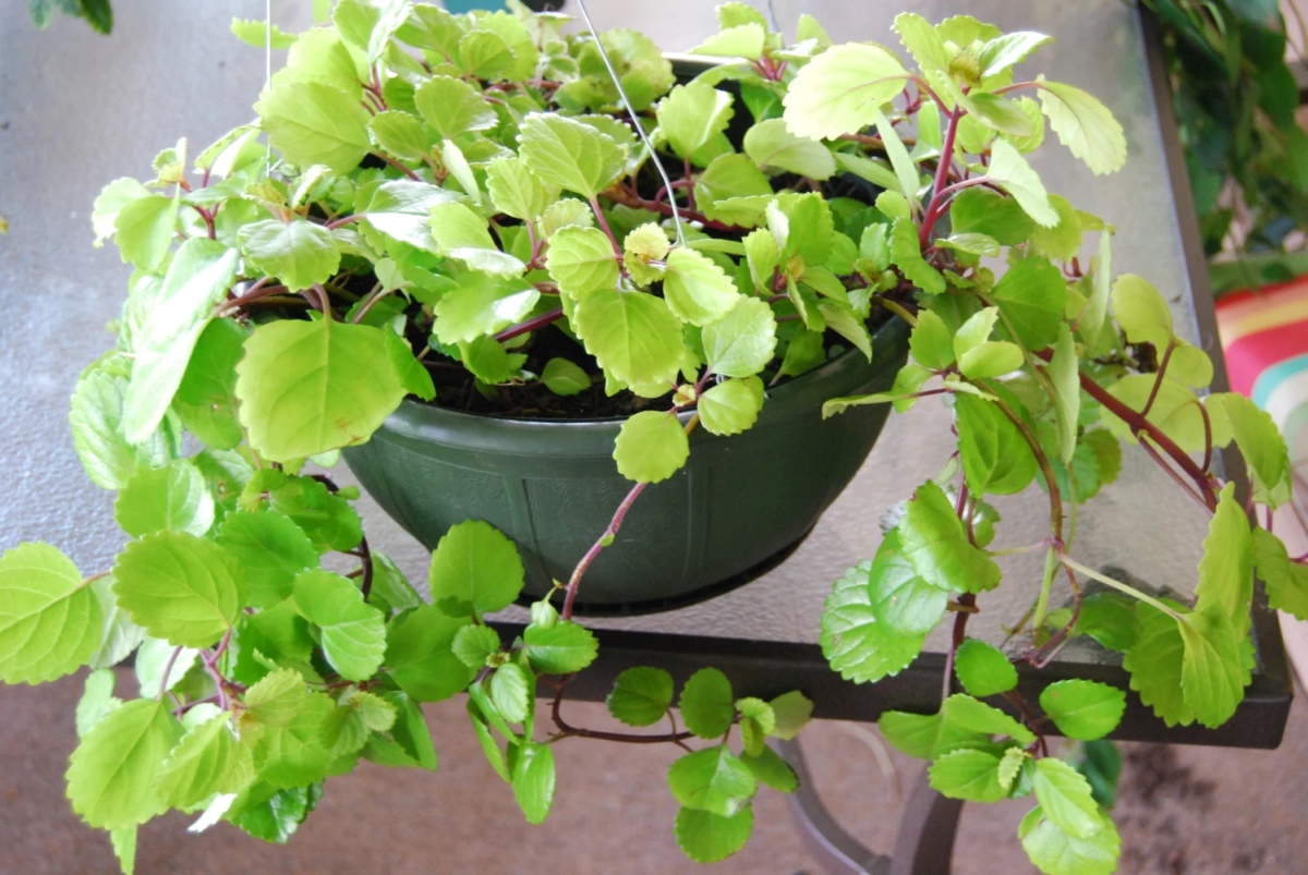 Green swedish ivy plant in container