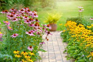 Purple coneflowers and black-eyed Susans growing along a stone walking path.