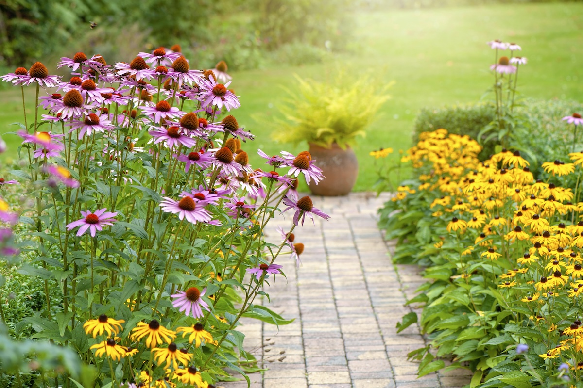 Purple coneflowers and black-eyed Susans growing along a stone walking path.
