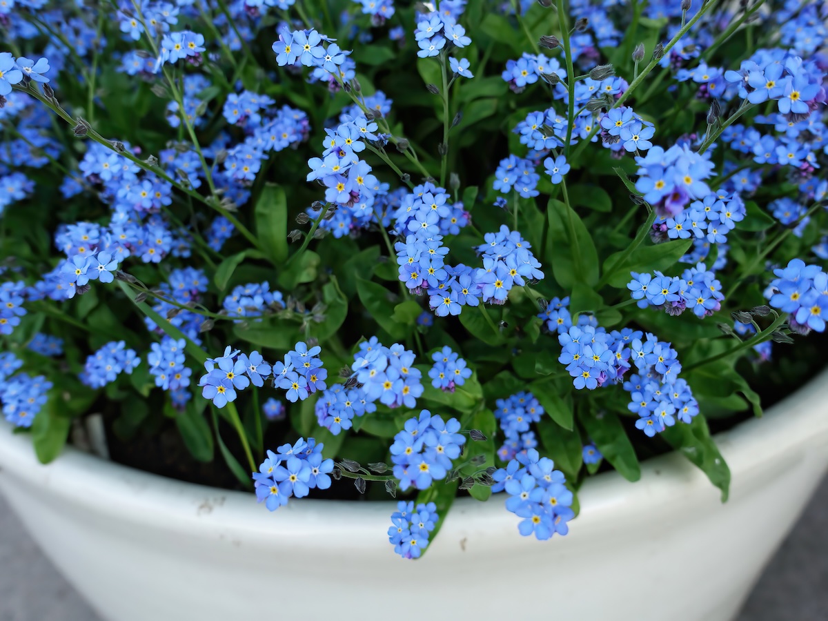 Small blue forget-me-not flowers in a white flower pot.