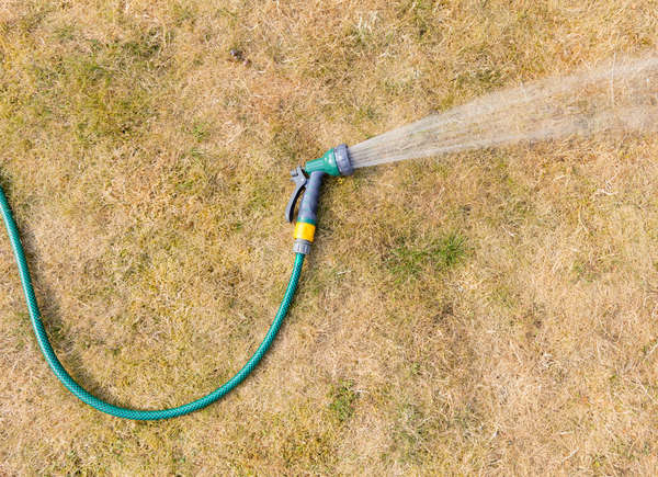 Hose running on an yellow lawn
