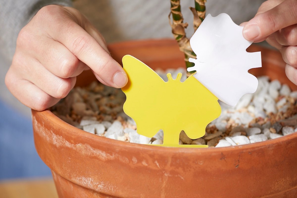 Woman places butterfly-shaped yellow sticky insect trap in a terracotta pot.
