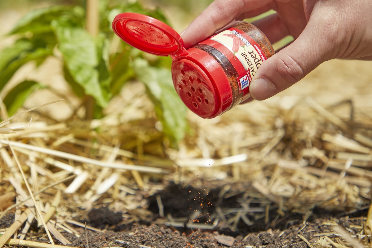 Person sprinkling ground cayenne from spice jar into garden bed.