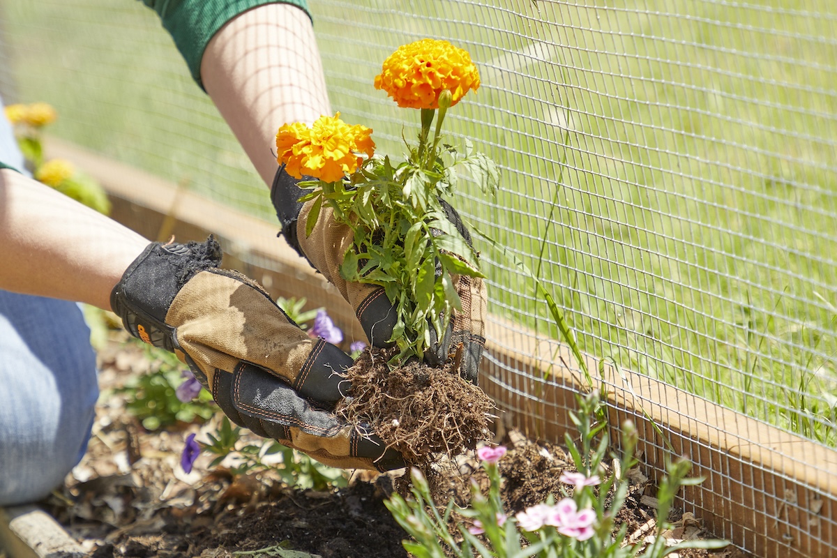 Person wearing garden gloves holds orange marigold plant in hands, about to plant in ground.