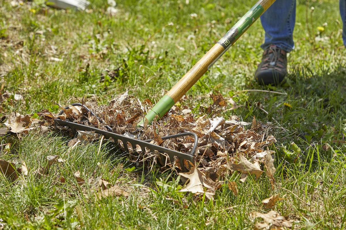 Woman rakes leaves in yard with large rake.