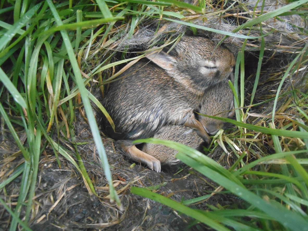 close overhead view of two grey rabbits sleeping in a nest in the grass