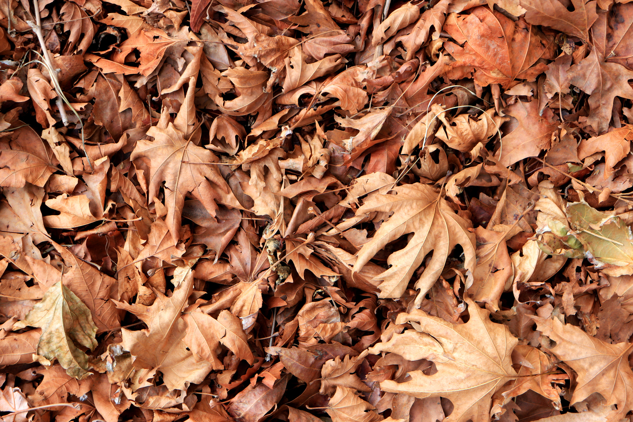 pile of brown dead leaves
