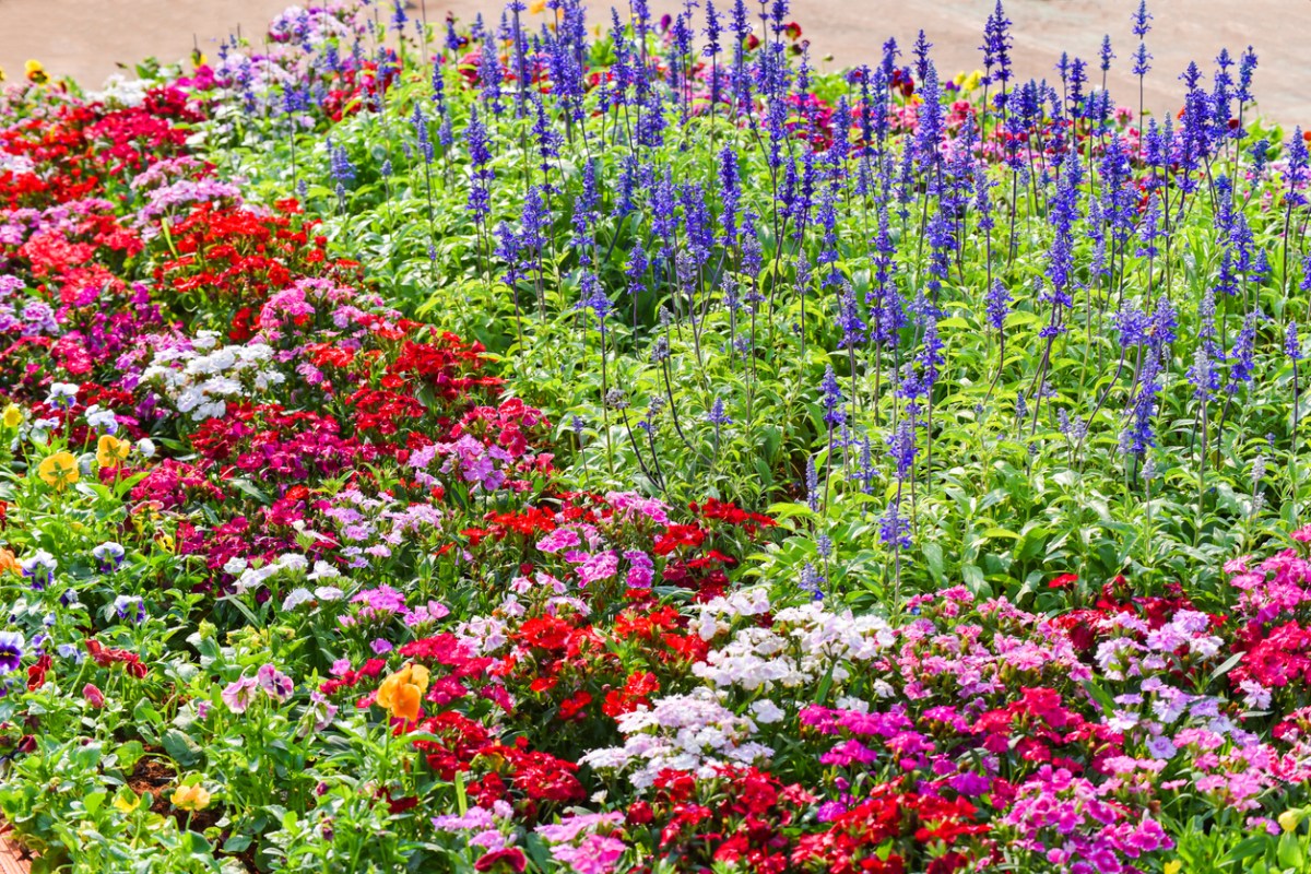 Colorful garden flower - Multi color Flora background landscape plant and flower blooming spring garden