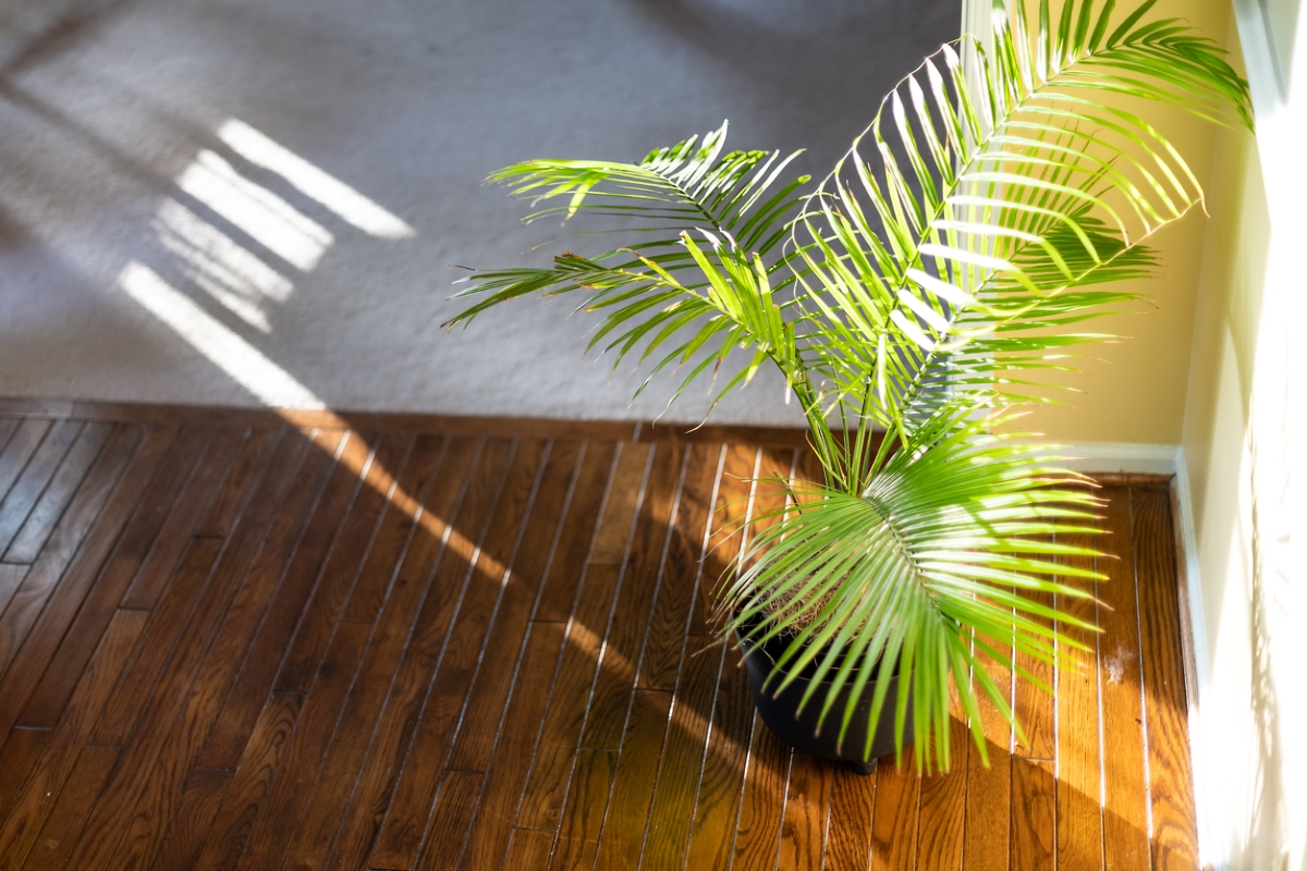 Potted palm plant