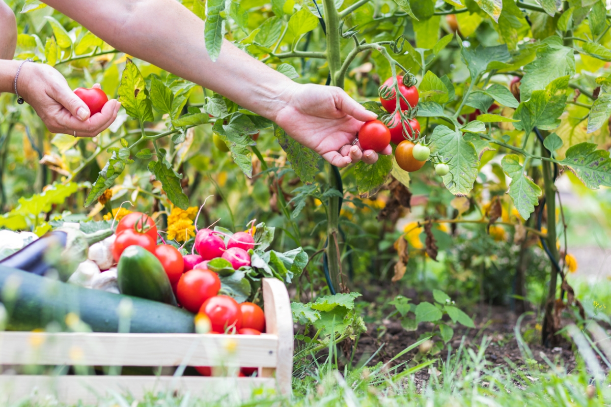 Picking tomatoes for garden harvest