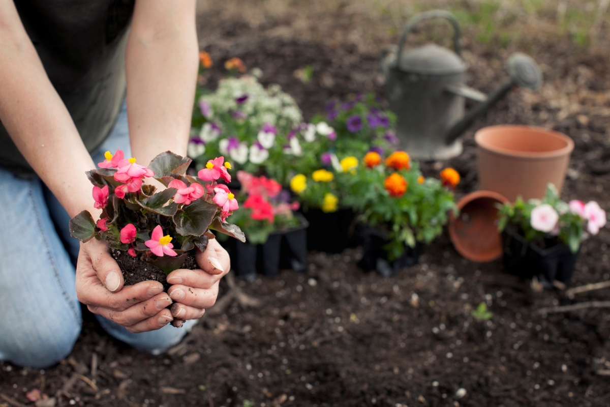 A person planting flowers in a garden.
