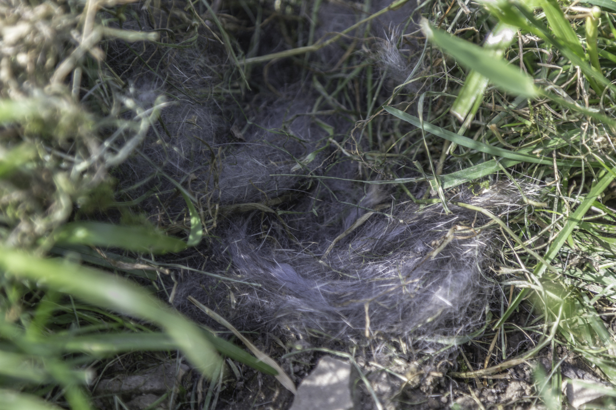 close up on rabbit's nest in grass with fur and dead grass