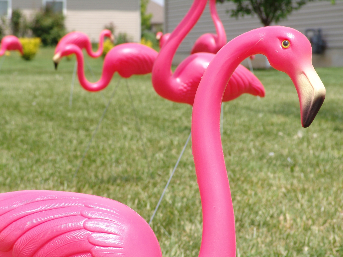 plastic-flamingo-in-a-grassy-lawn-with-others-behind-it