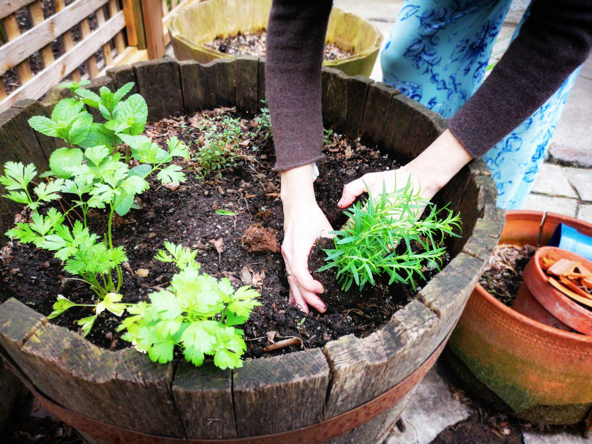 hands-plant-herbs-in-a-wood-container