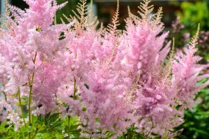 A bushy pink Astilbe grows in the sun.