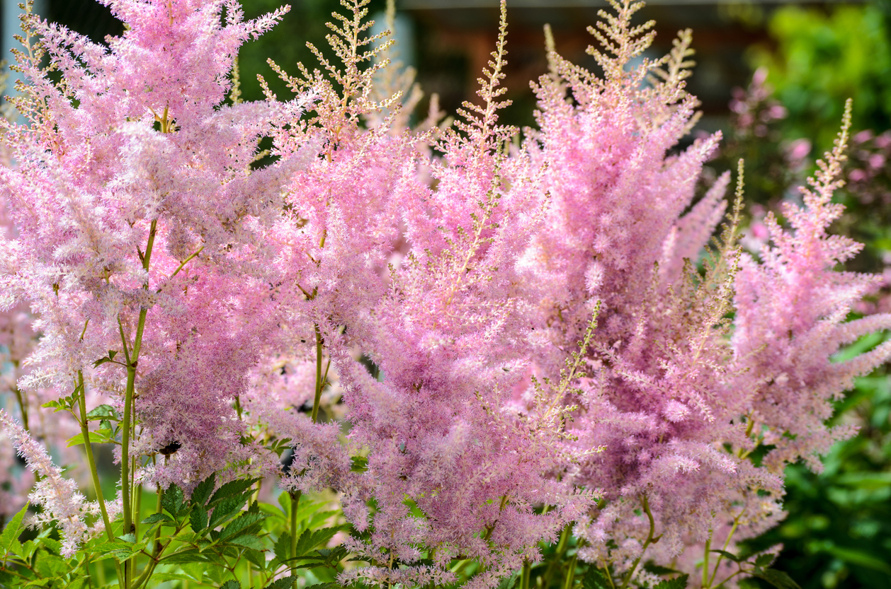 Flower of Pink Astilbe
