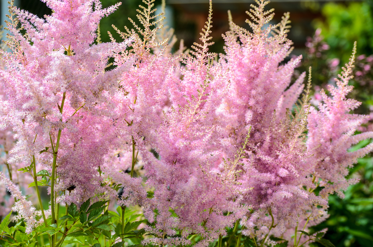 Flower of Pink Astilbe