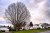 Large tree in neighborhood