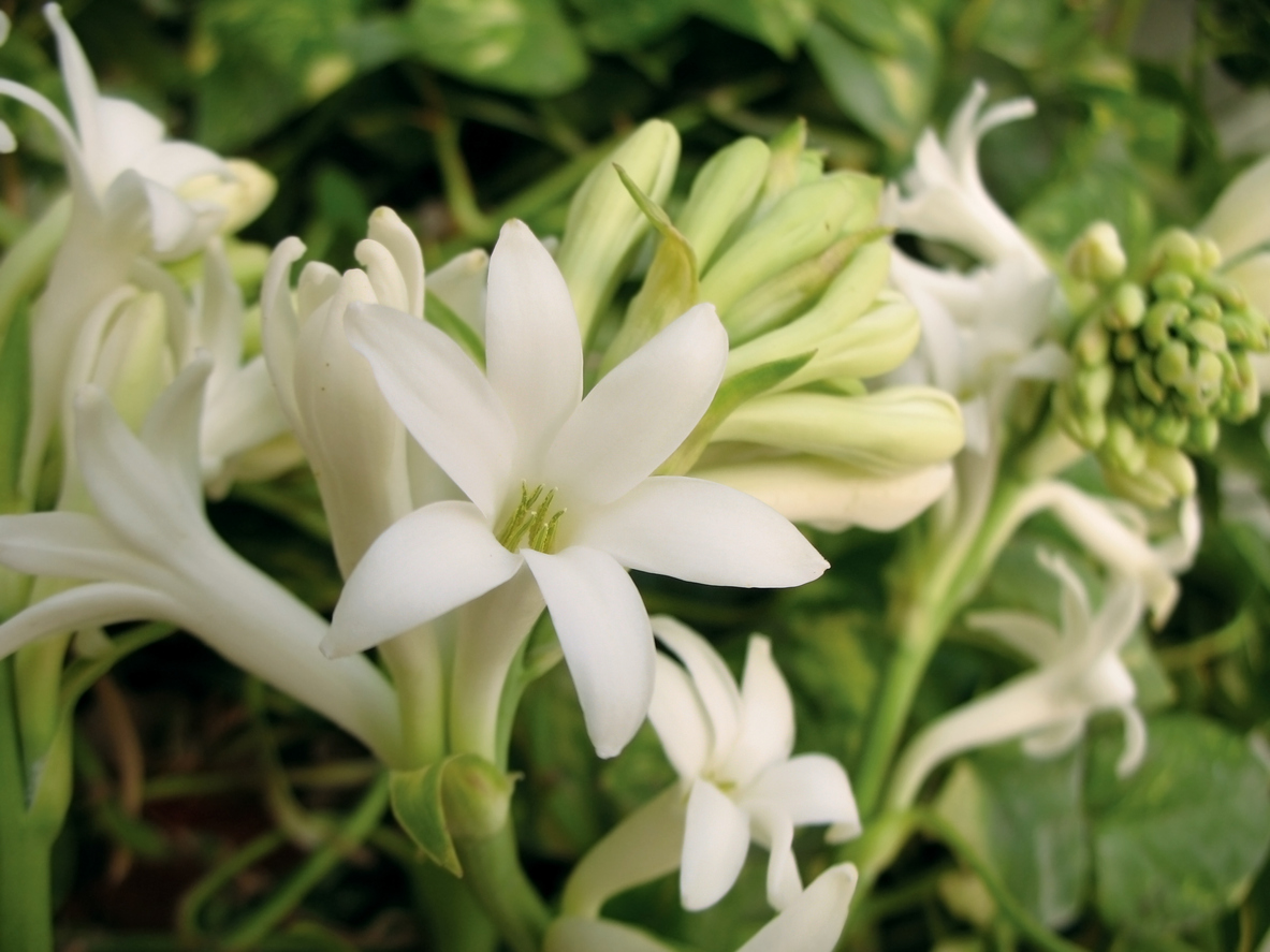 close up on white and light green flowers