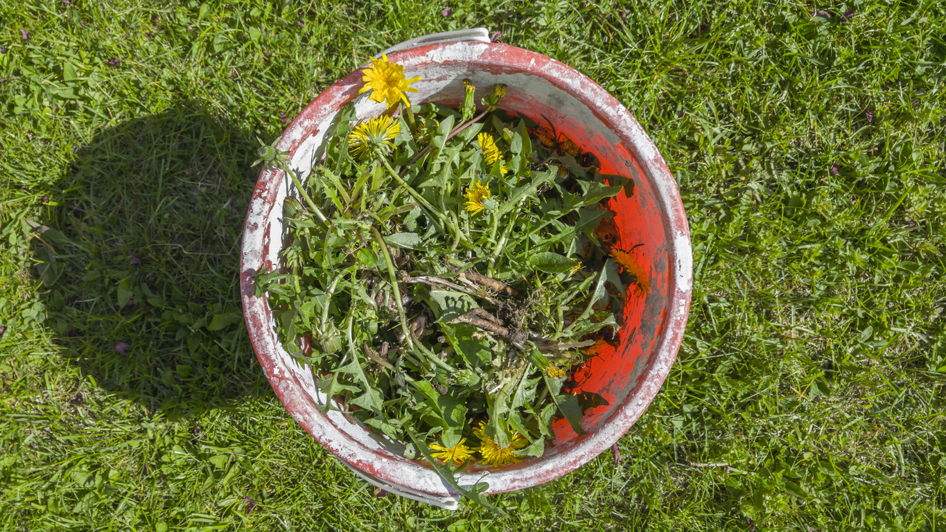 overhead view of red bucket full of weeds sitting in grass
