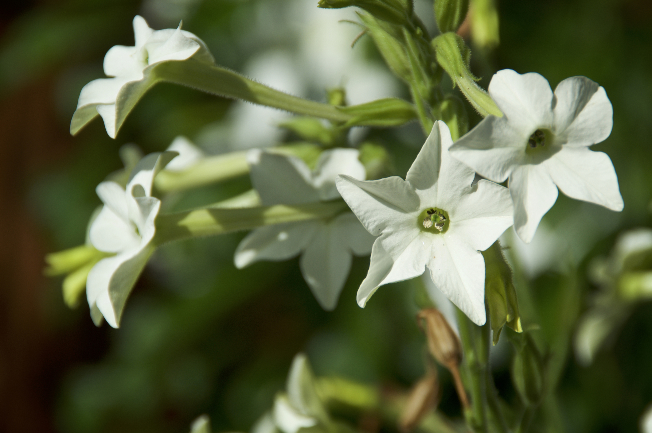 Beautiful close up of white trumpet like flowers of the jasmine tobacco plant