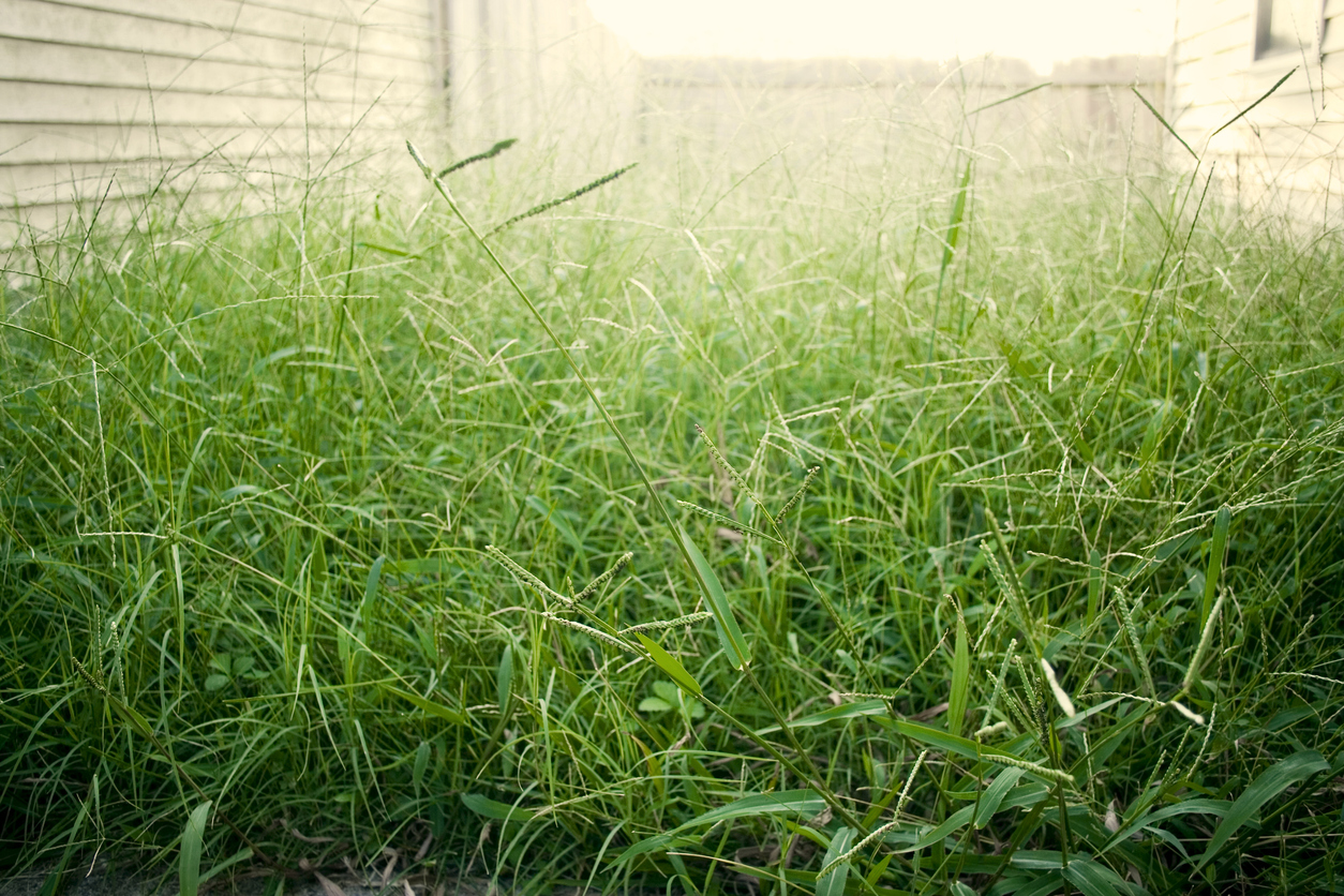 low view of long grass in sunlit overgrown yard