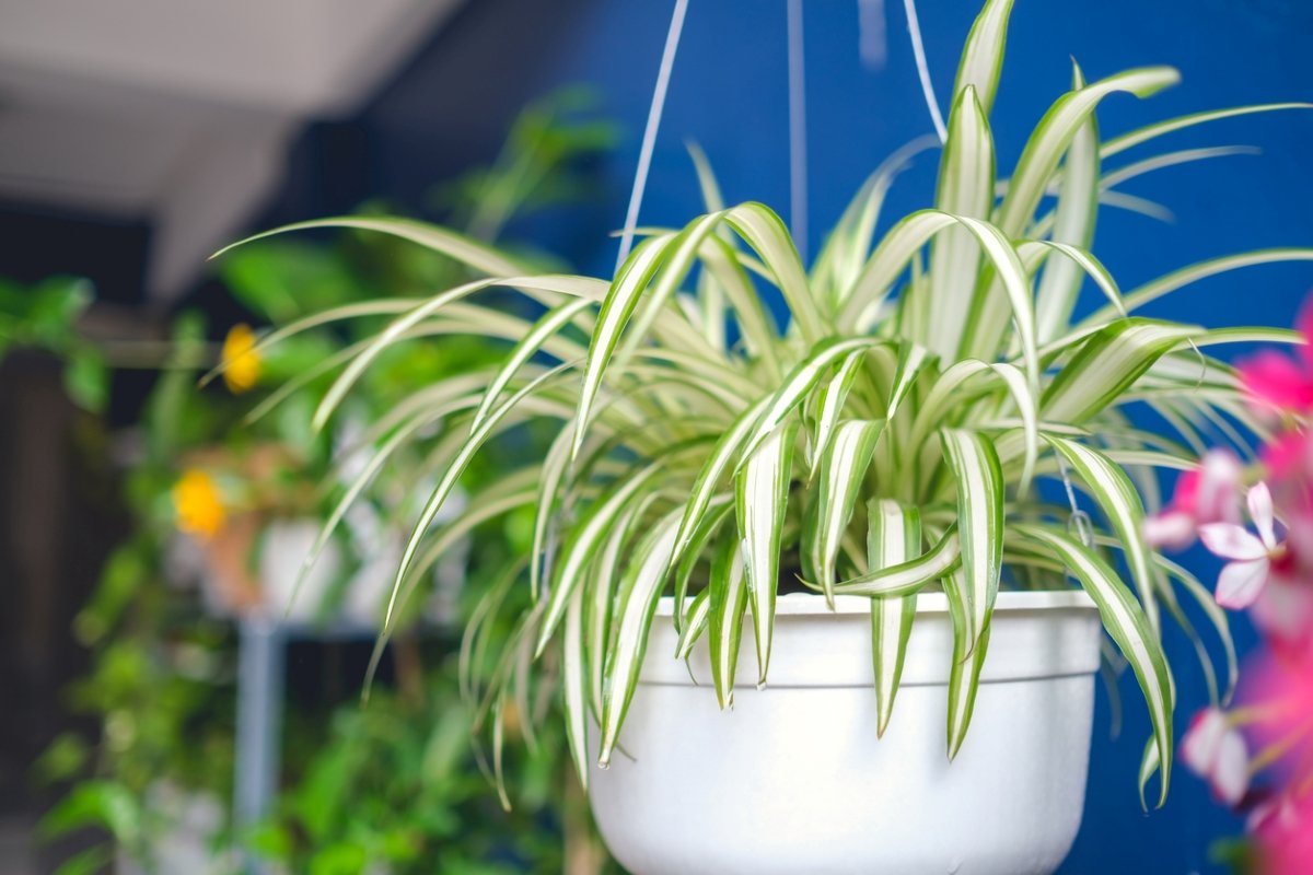 Hanging white and green spider plant in a white pot.