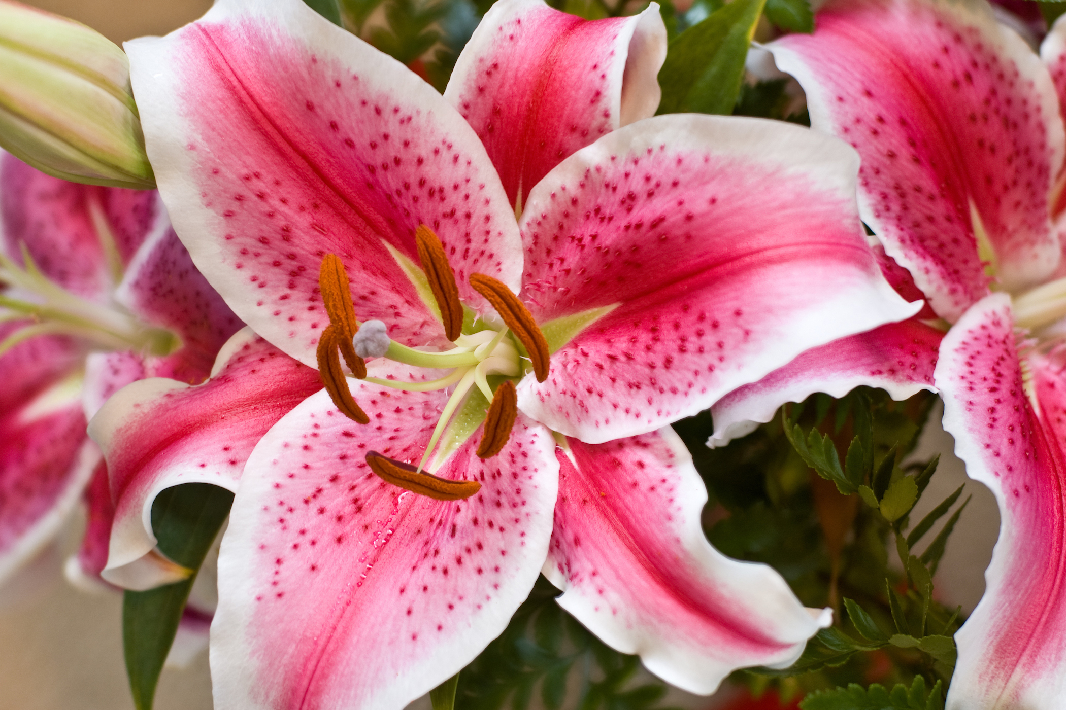 close up on pink and white blossom of stargazer lily