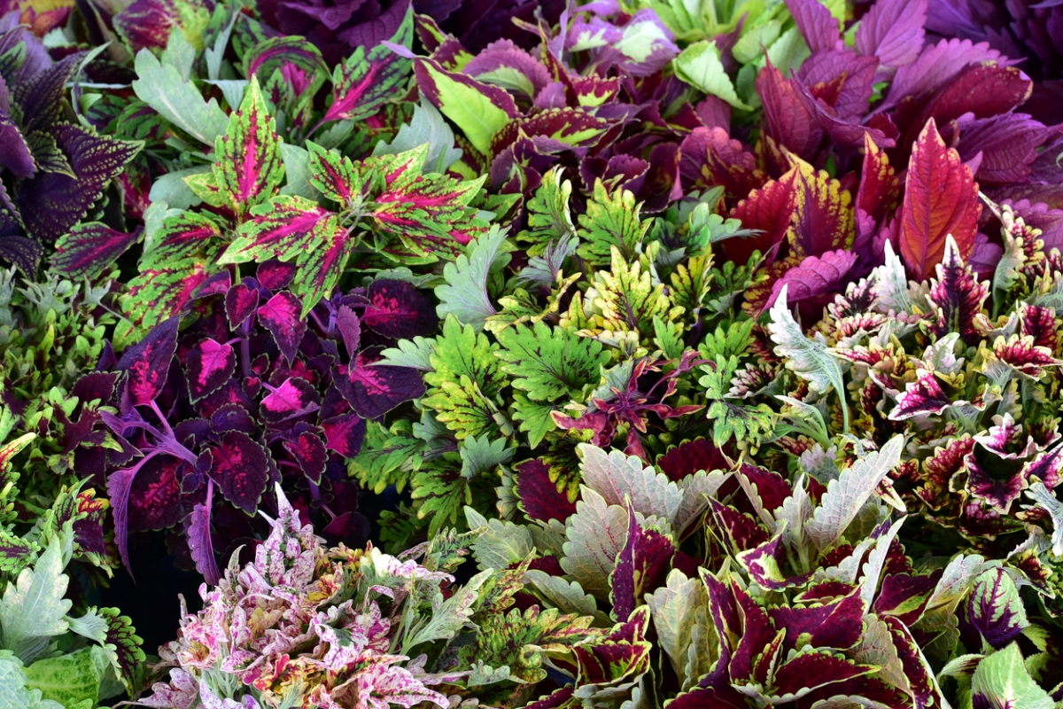 Multicolored coleus plants growing in the yard.