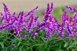 Purple blooms of Mexican Brush Sage.