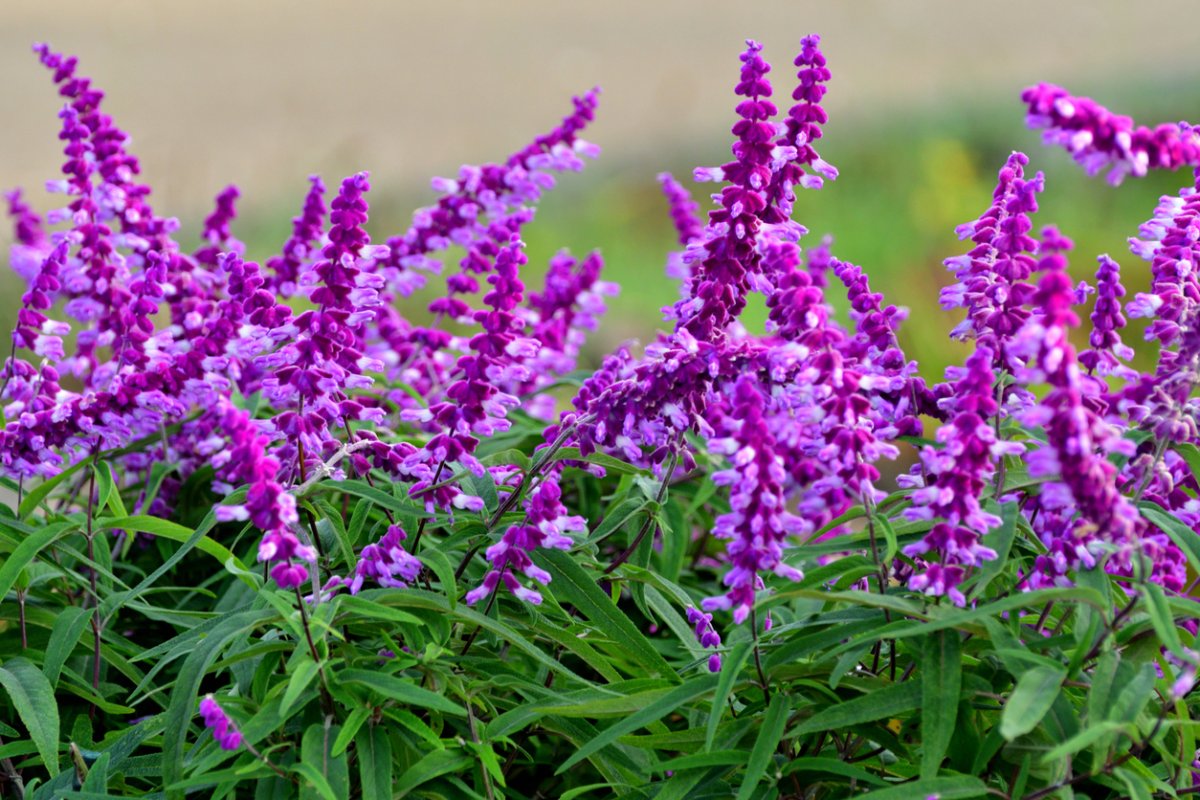 Purple blooms of Mexican Brush Sage. 