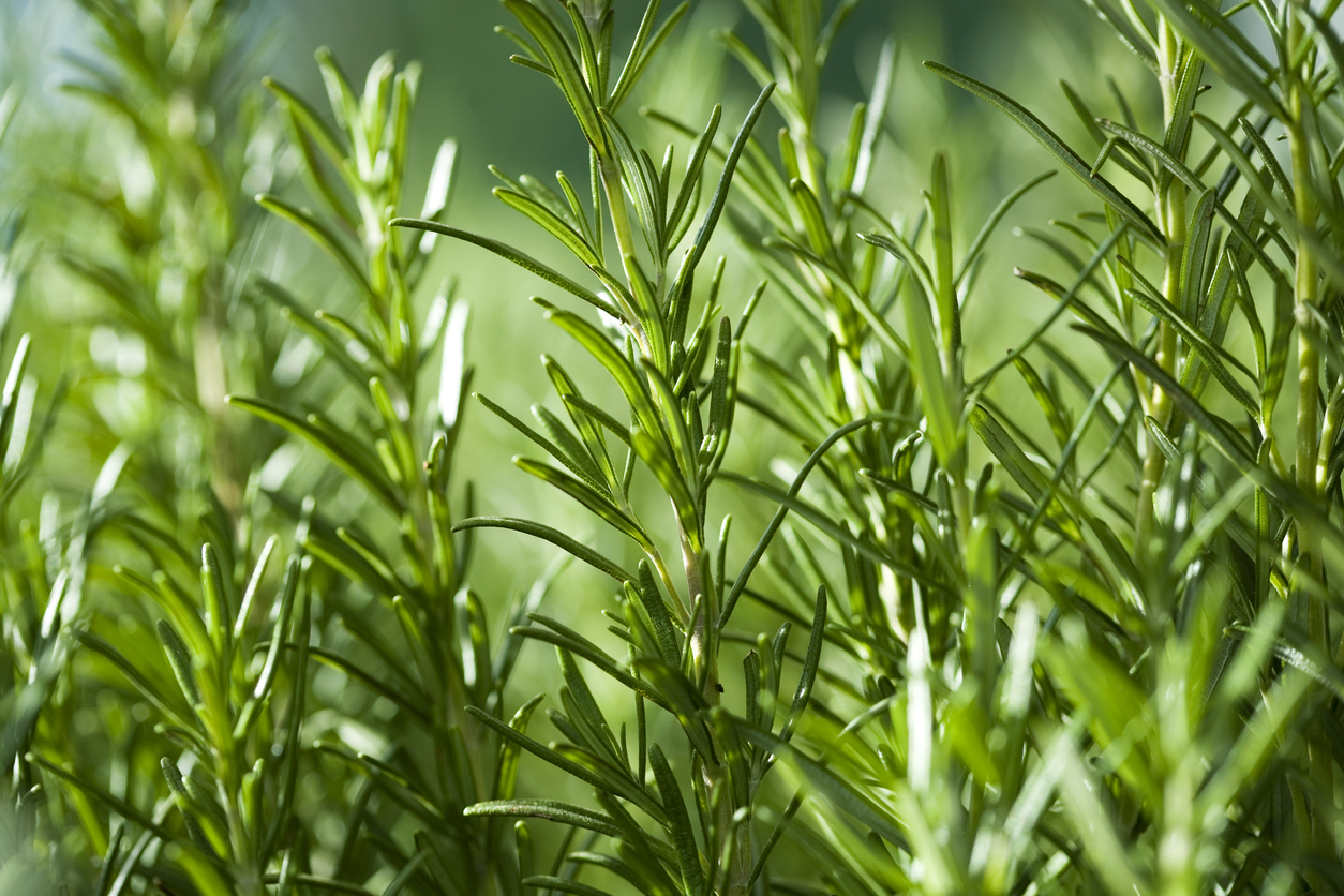 close up of rosemary needles in field