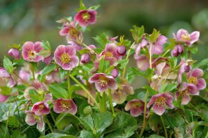 Light pink and magenta Hellebores.