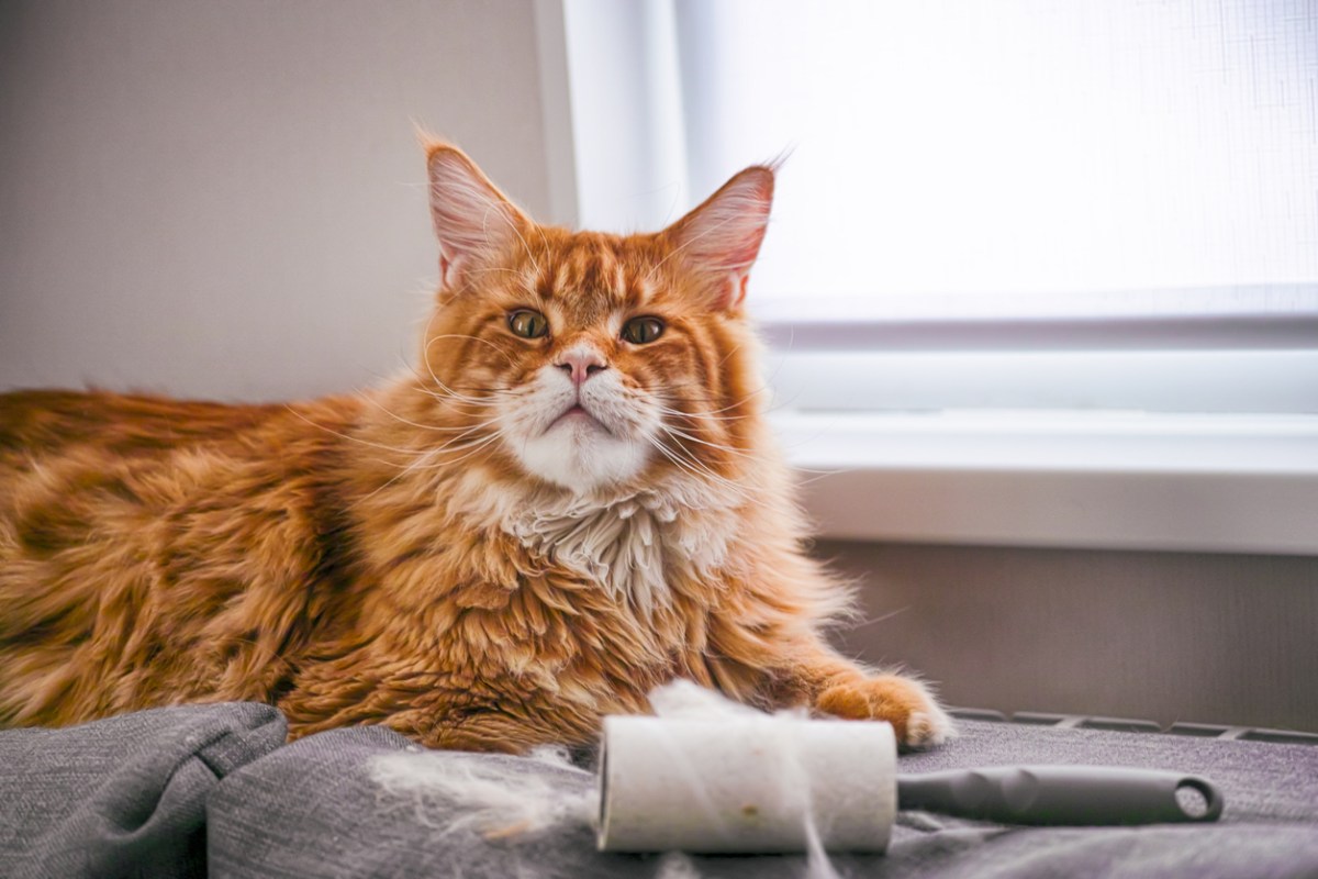 Ginger Maine Coon cat and lint roller with his fur lying on couch indoors.