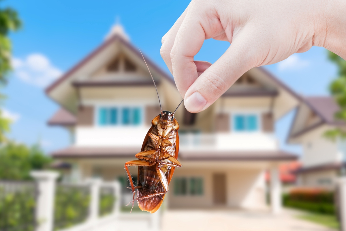 Person holding cockroach with blurred home in background