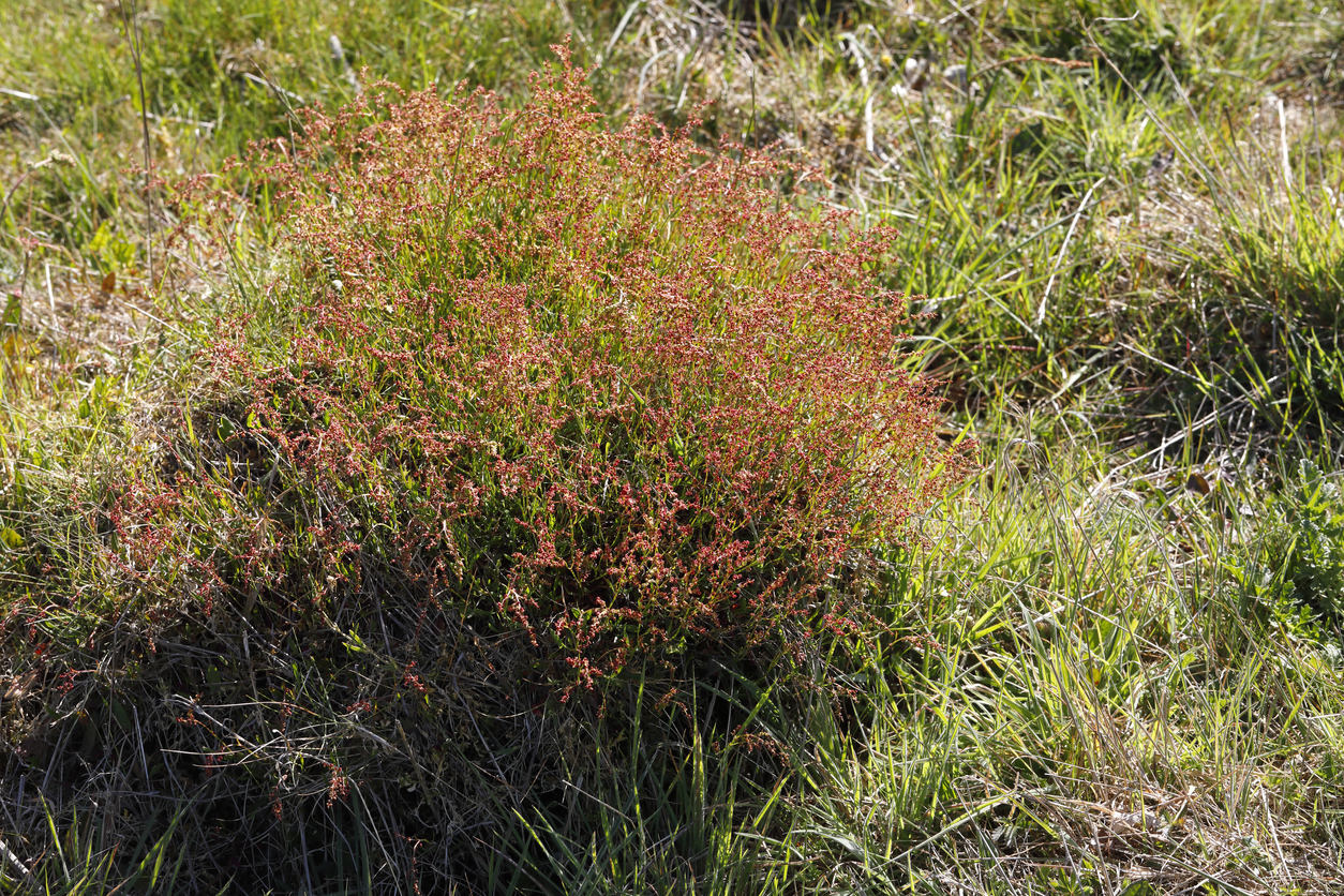 red sorrel in dry grass
