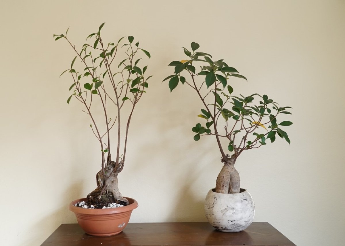 Two bonsai ginseng plants in pots