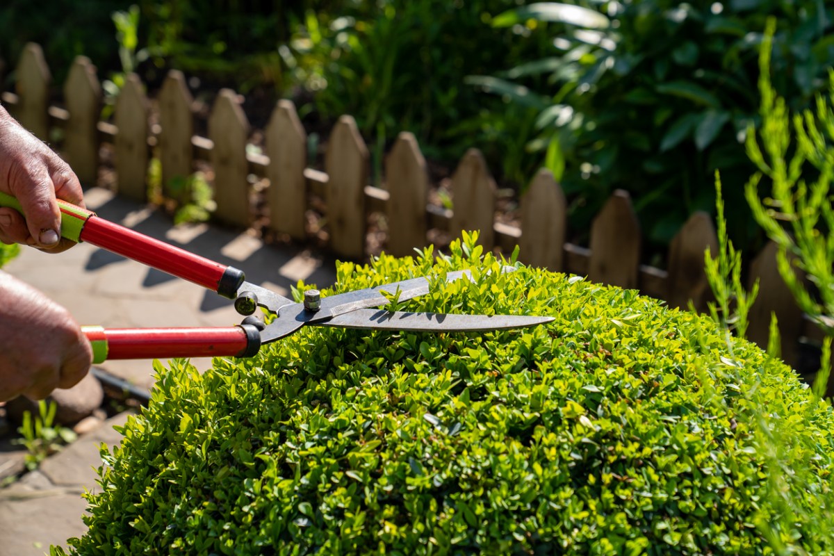 gardener's hands holding clippers to prune a round bush in backyard with low picket fence in background